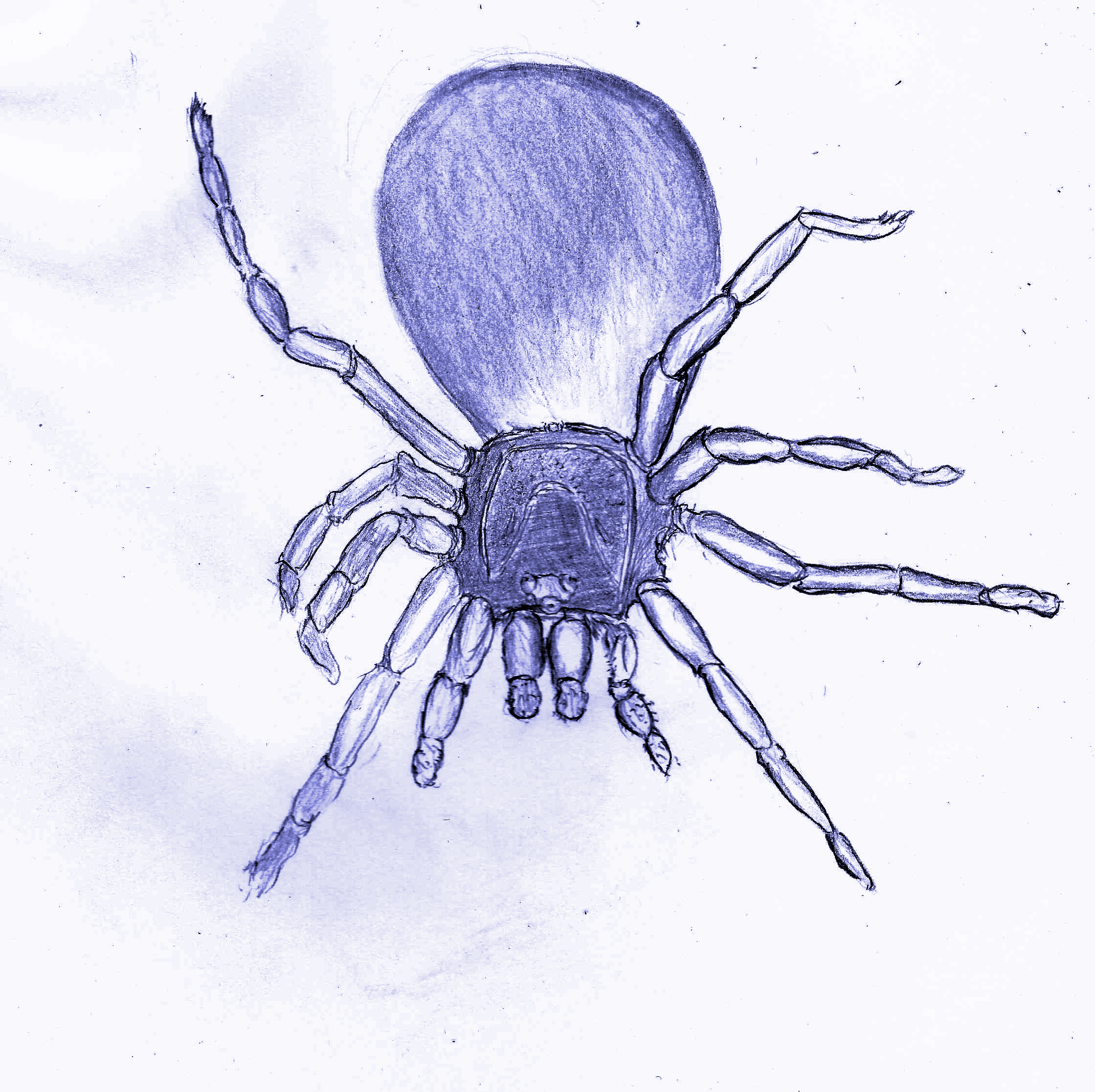 A large and poisonous spider makes its appearance.